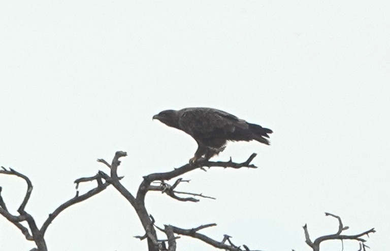 Tawny Eagle - ML489322561