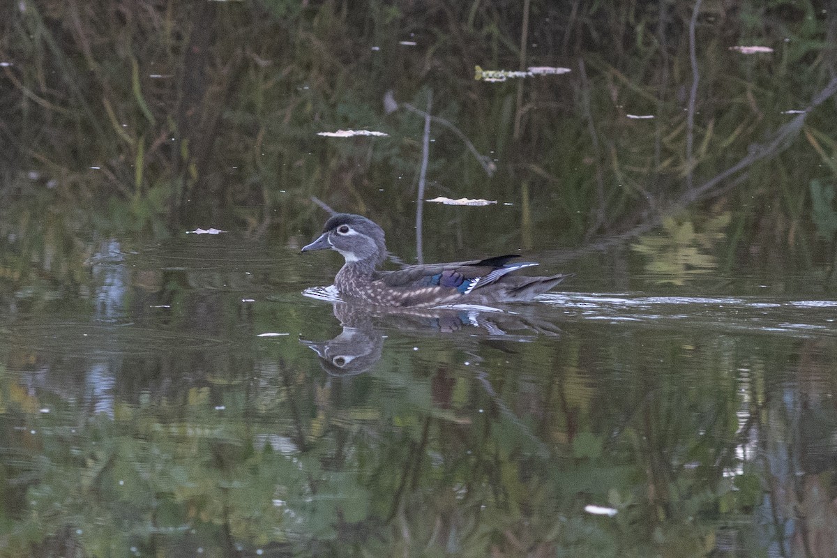 Wood Duck - Will Montgomery