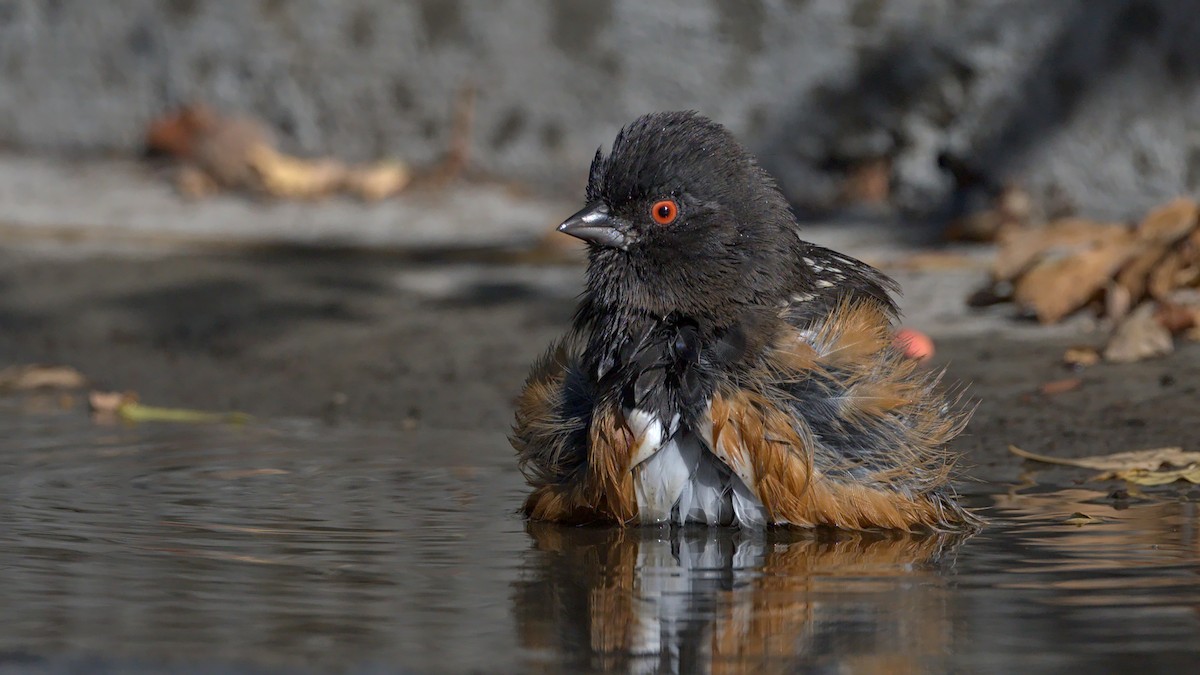 Spotted Towhee - ML489323551