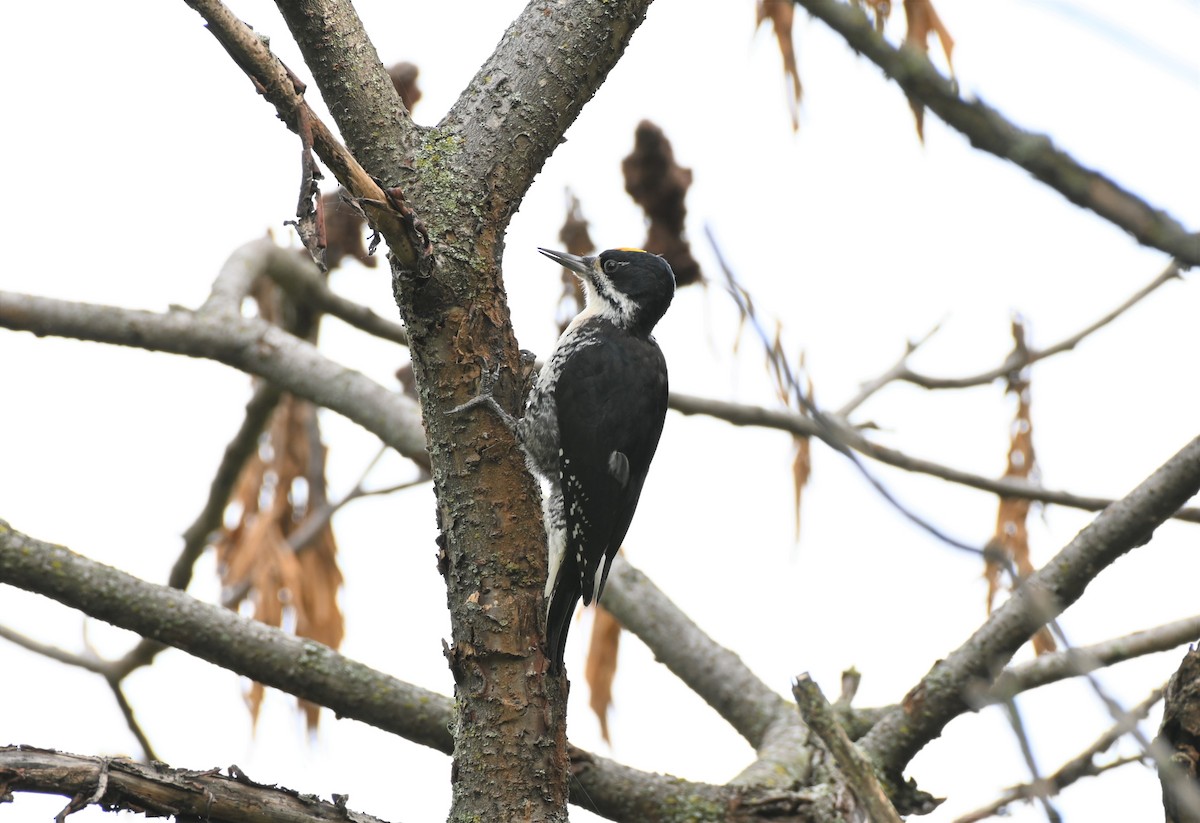 Black-backed Woodpecker - ML489323561