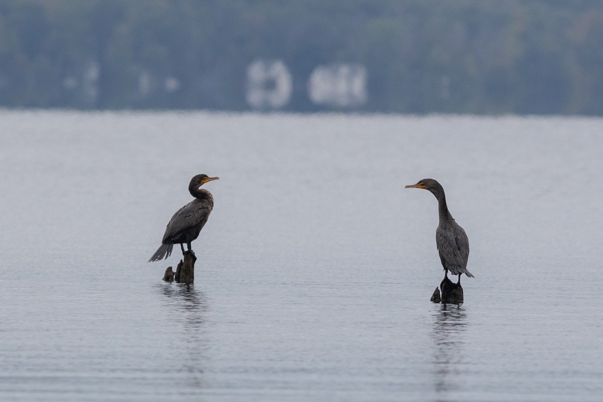 Double-crested Cormorant - ML489323831