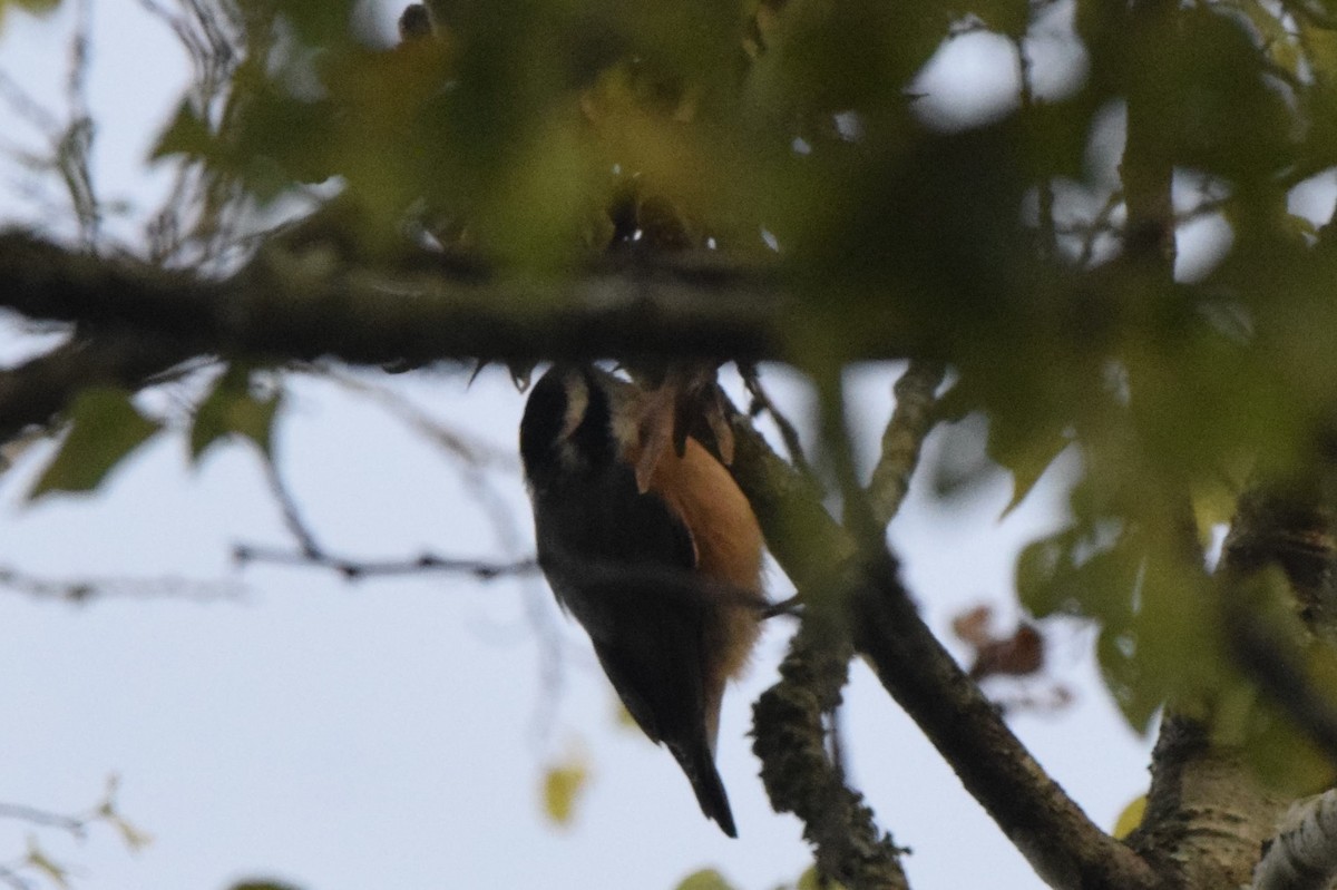 Red-breasted Nuthatch - ML489325091