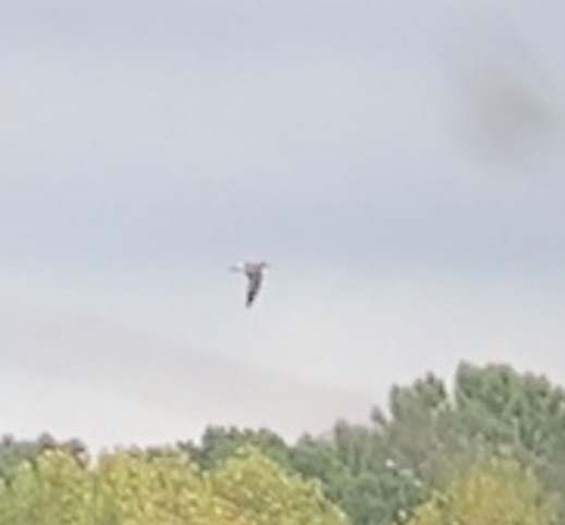 Laughing Gull - ML489325431
