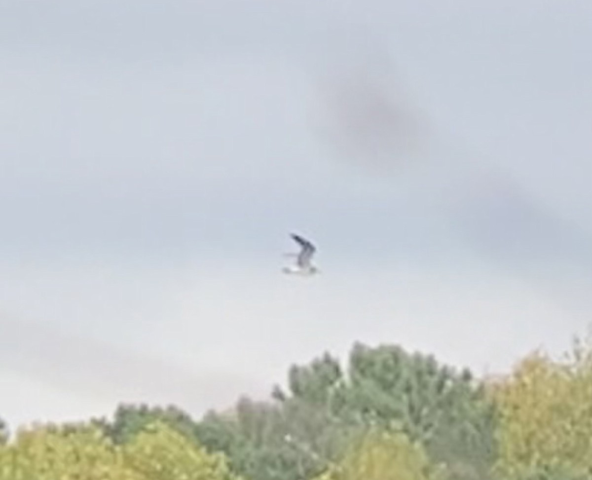 Laughing Gull - ML489325441