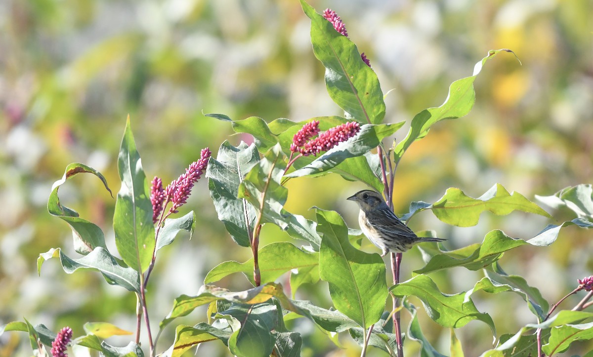 Nelson's Sparrow - ML489325811