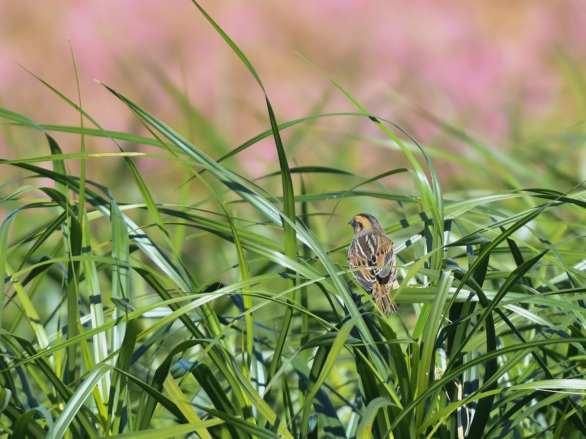 Nelson's Sparrow - ML489325821