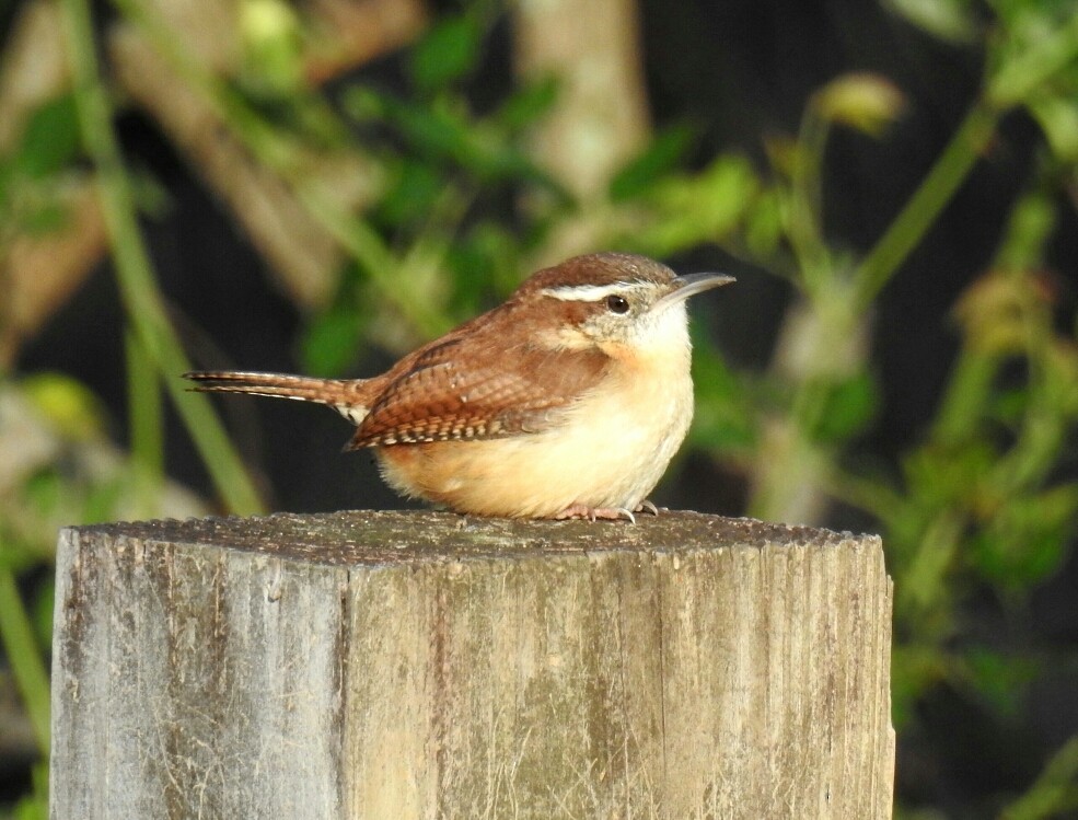 Carolina Wren - ML48932751