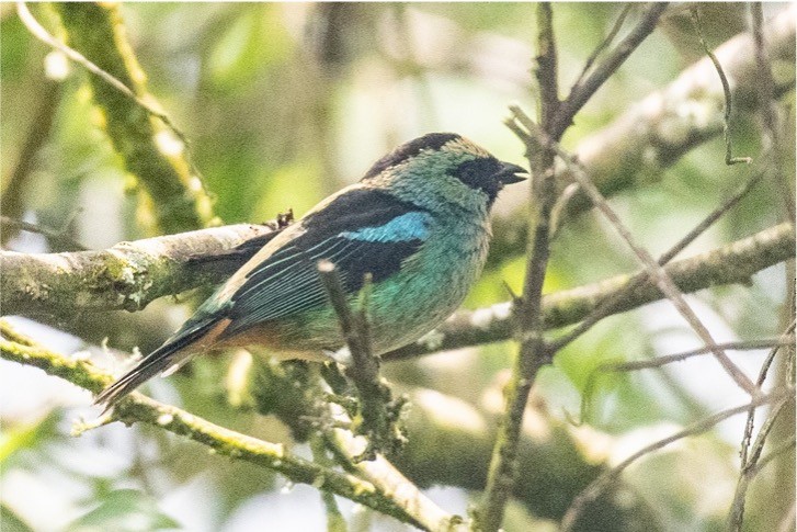 Metallic-green Tanager - ML489329091