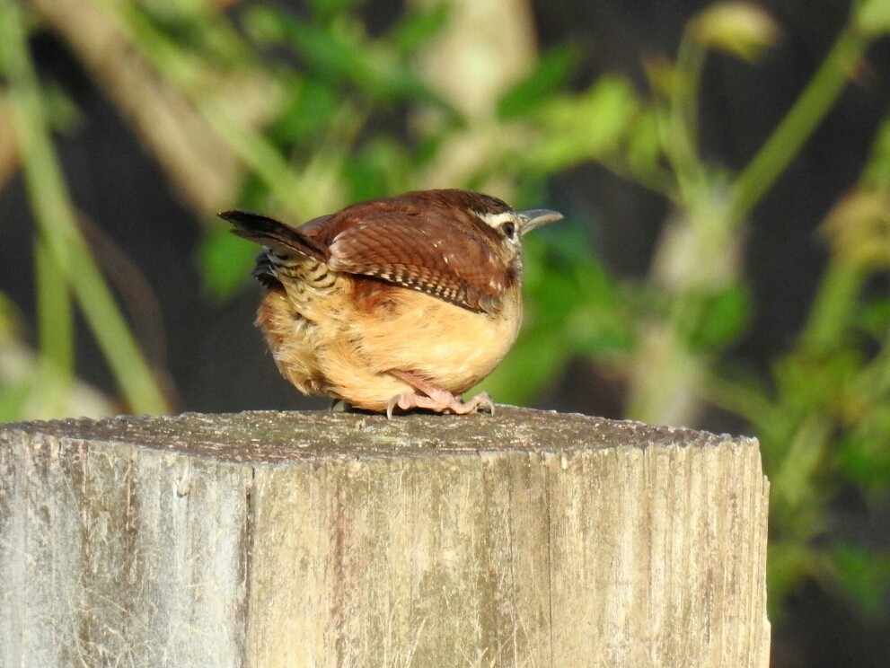 Carolina Wren - ML48932921