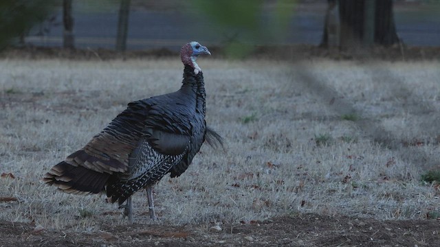 Wild Turkey - ML489331911