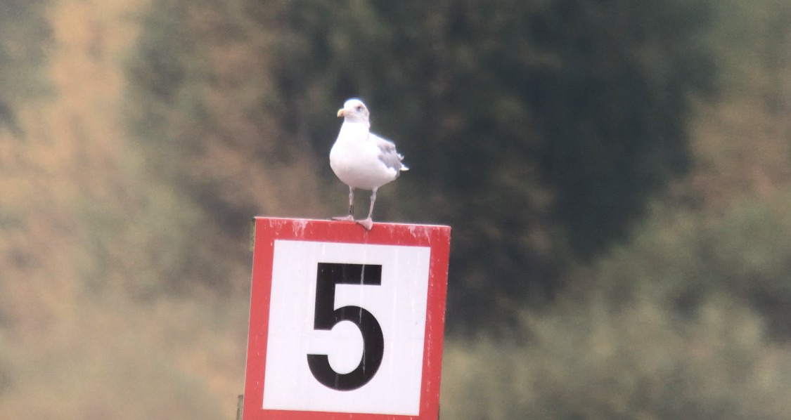 Gaviota Argéntea - ML489332301