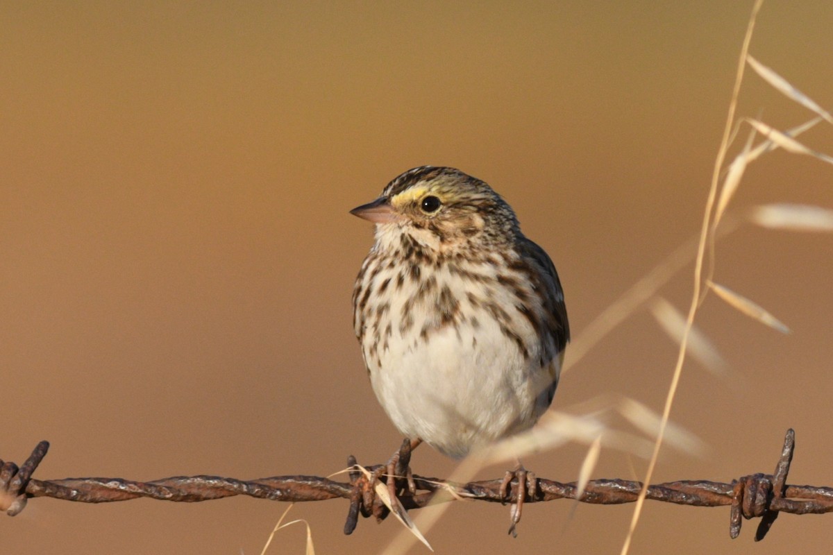 Savannah Sparrow - ML489333371