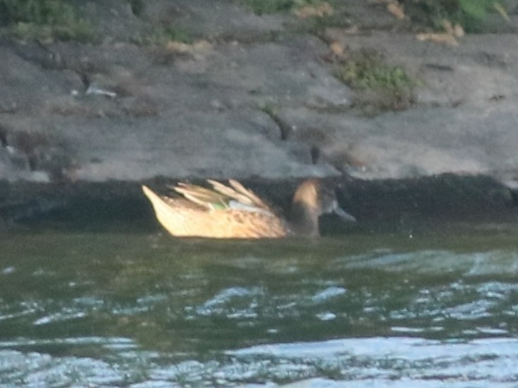 čírka modrokřídlá - ML489333501