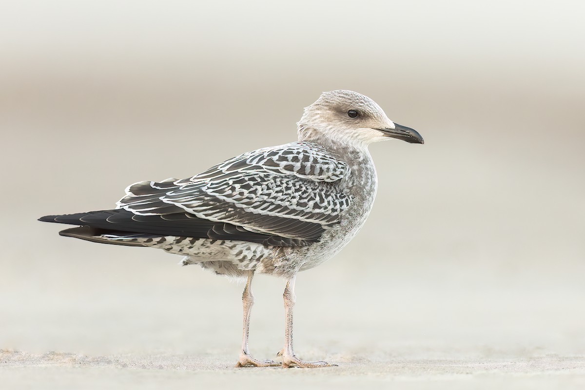 Lesser Black-backed Gull - ML489333551