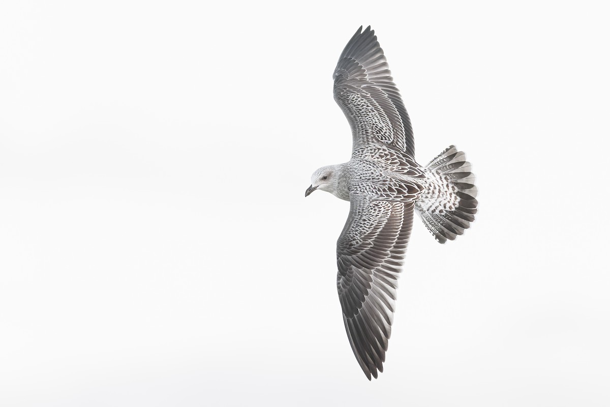 Lesser Black-backed Gull - ML489333571