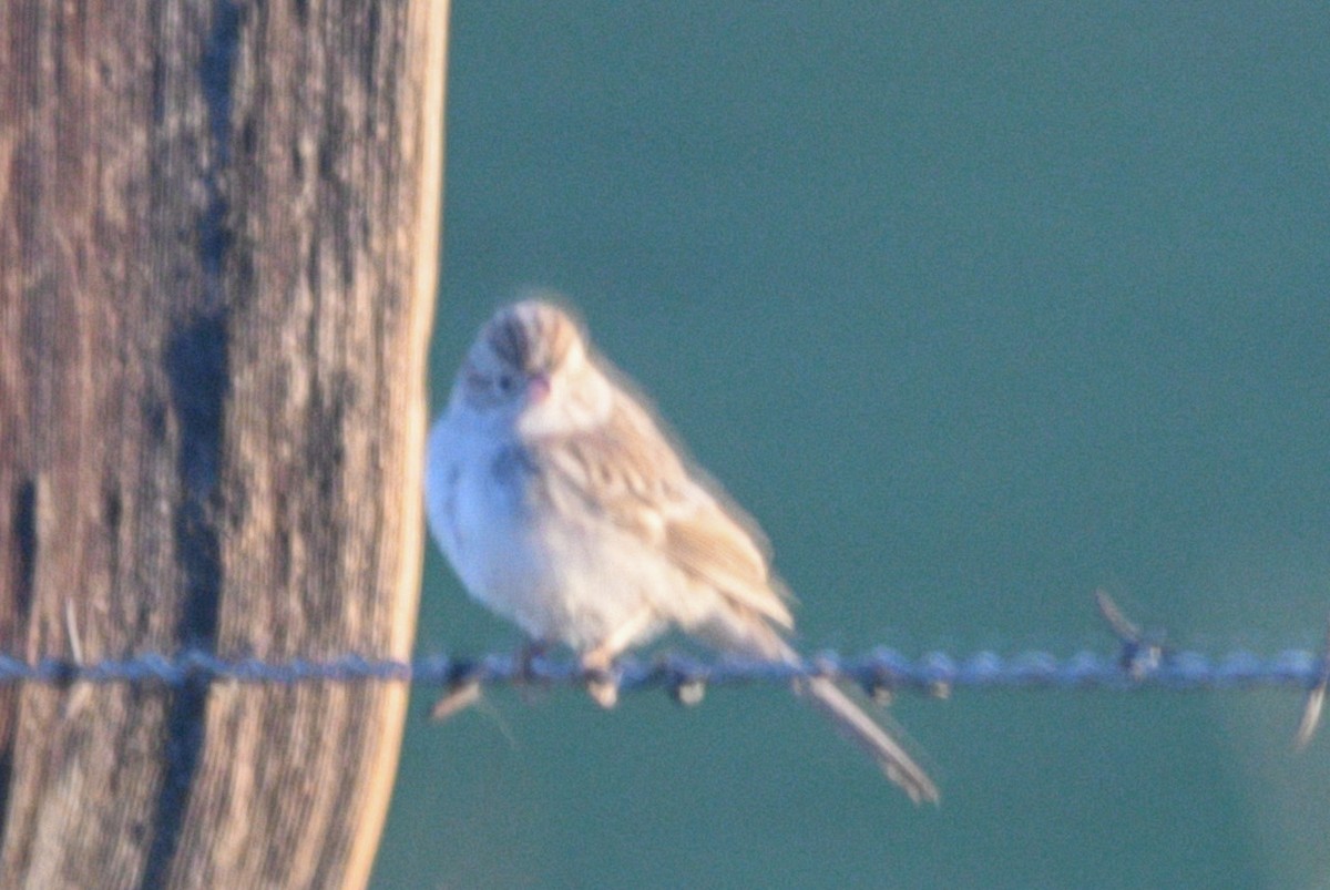 Brewer's Sparrow - ML489334051