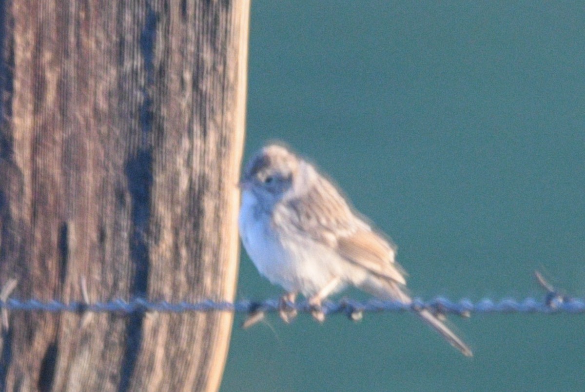 Brewer's Sparrow - ML489334061