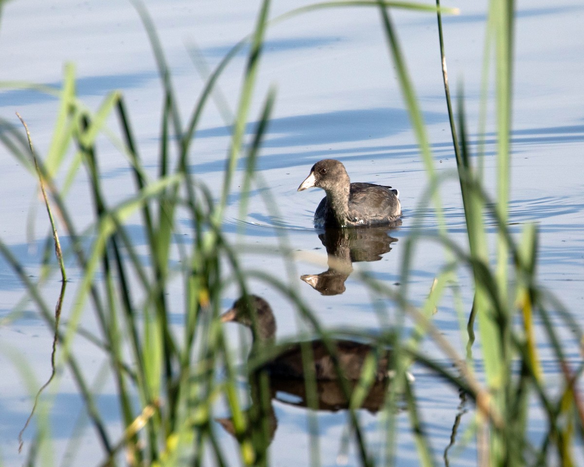 American Coot - Marvin Elliott