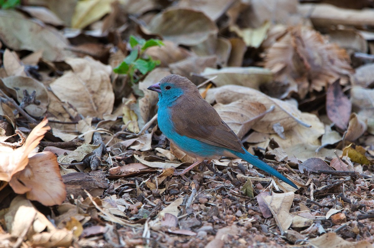 Southern Cordonbleu - Nikolás Garcia