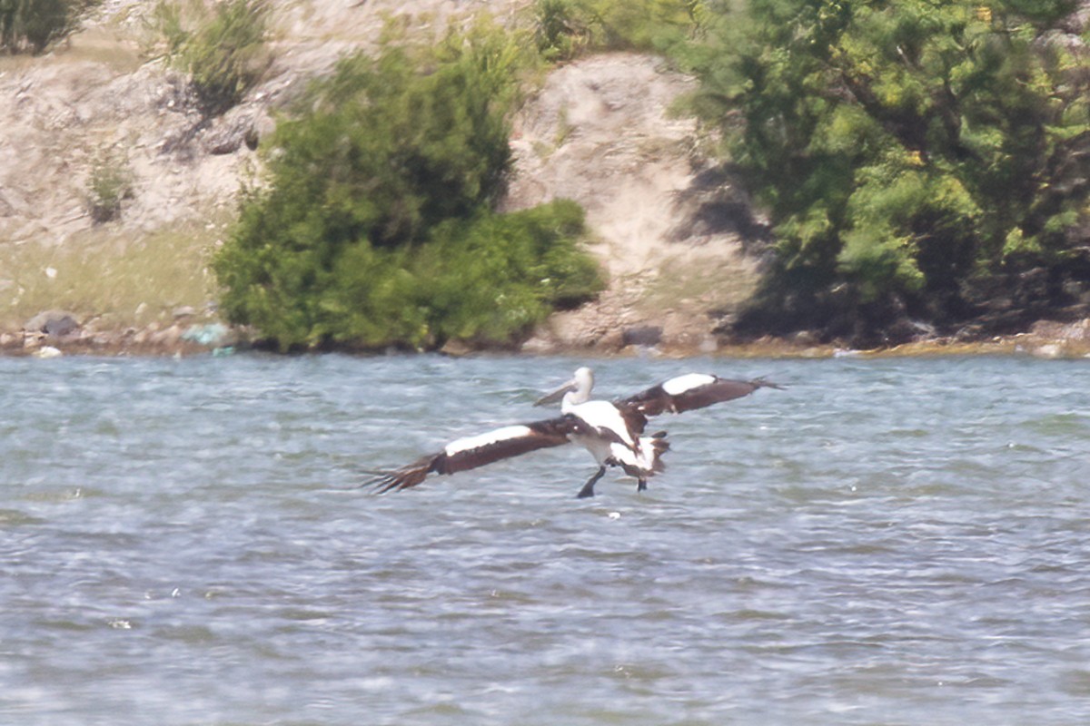 Australian Pelican - ML489337091