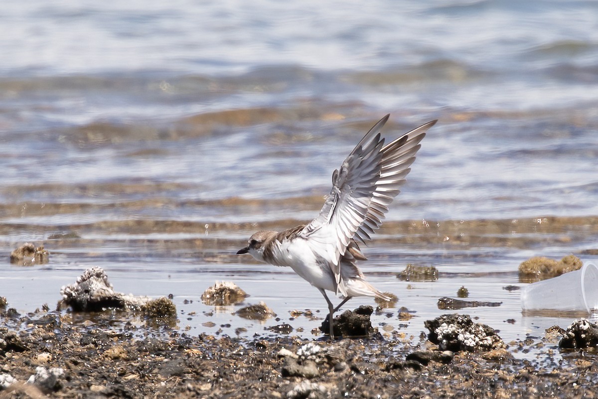 Greater Sand-Plover - ML489337541