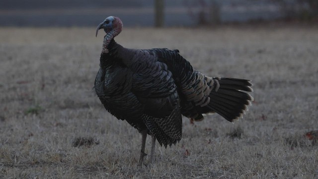 Wild Turkey - ML489339211