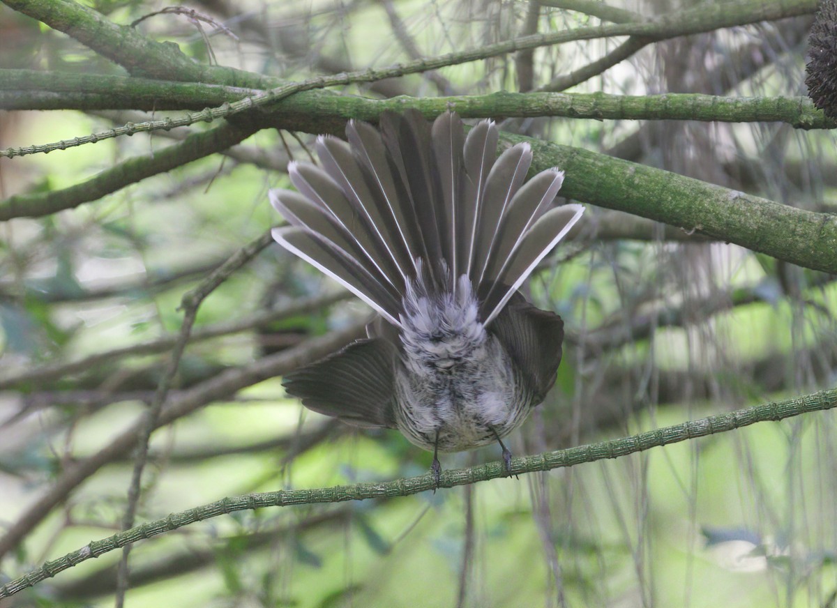 Gray Fantail (albiscapa) - ML489339571