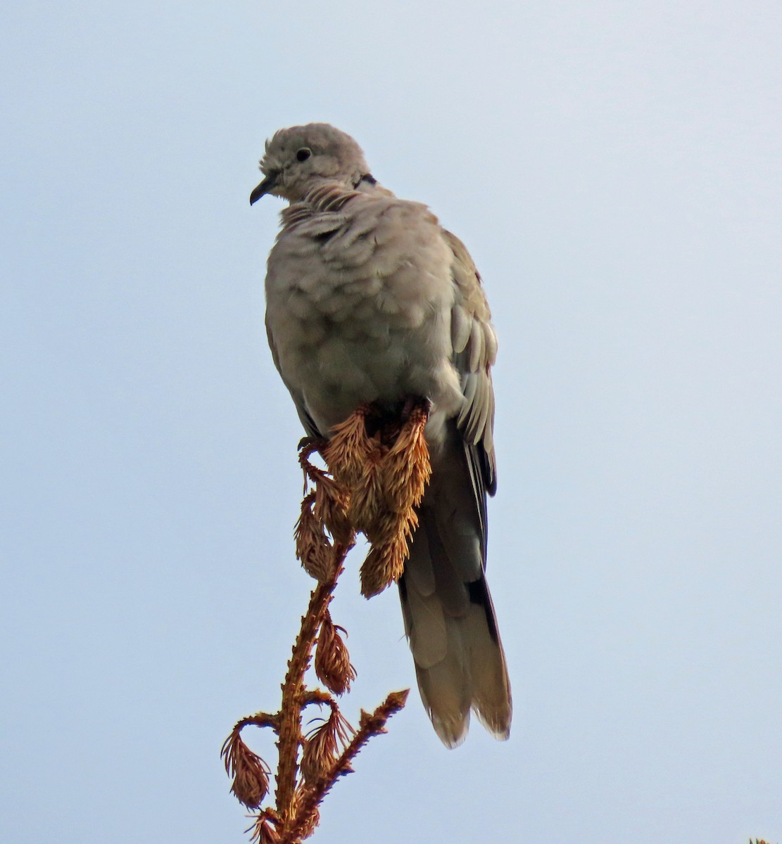 Eurasian Collared-Dove - ML489340231