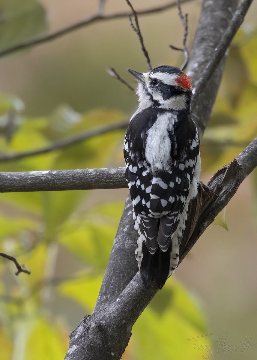 Downy Woodpecker - ML489341031