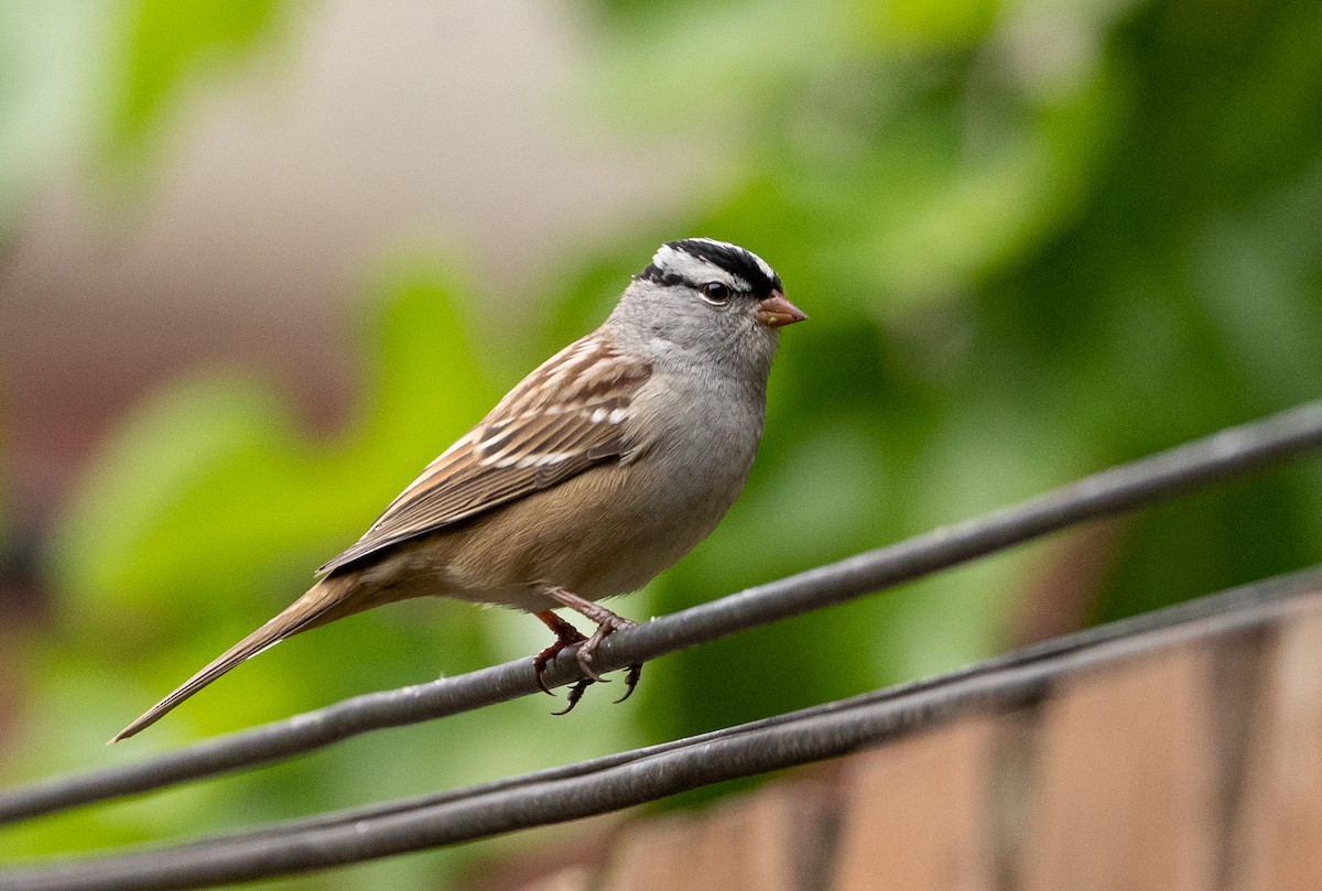 White-crowned Sparrow - ML489343231