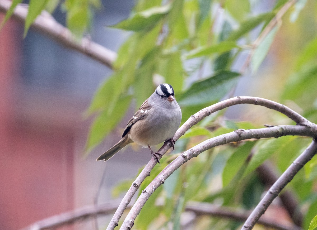 White-crowned Sparrow - ML489343551