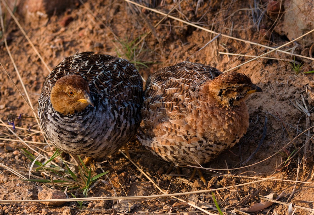 Coqui Francolin - ML489344451