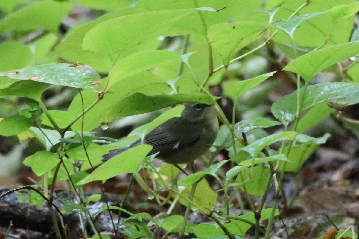 Black-throated Blue Warbler - ML489344701