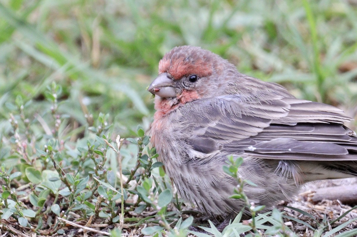 House Finch - ML489345181