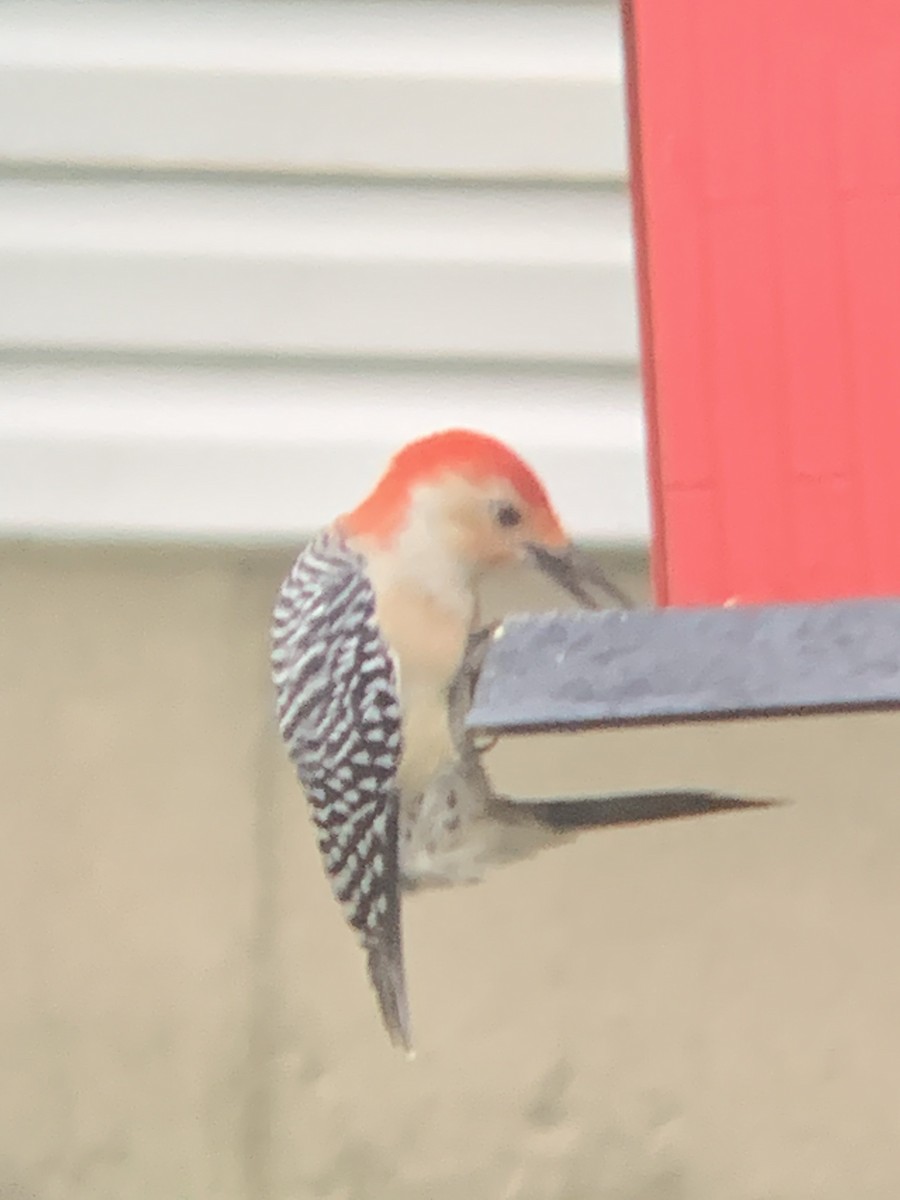 Red-bellied Woodpecker - ML489345391
