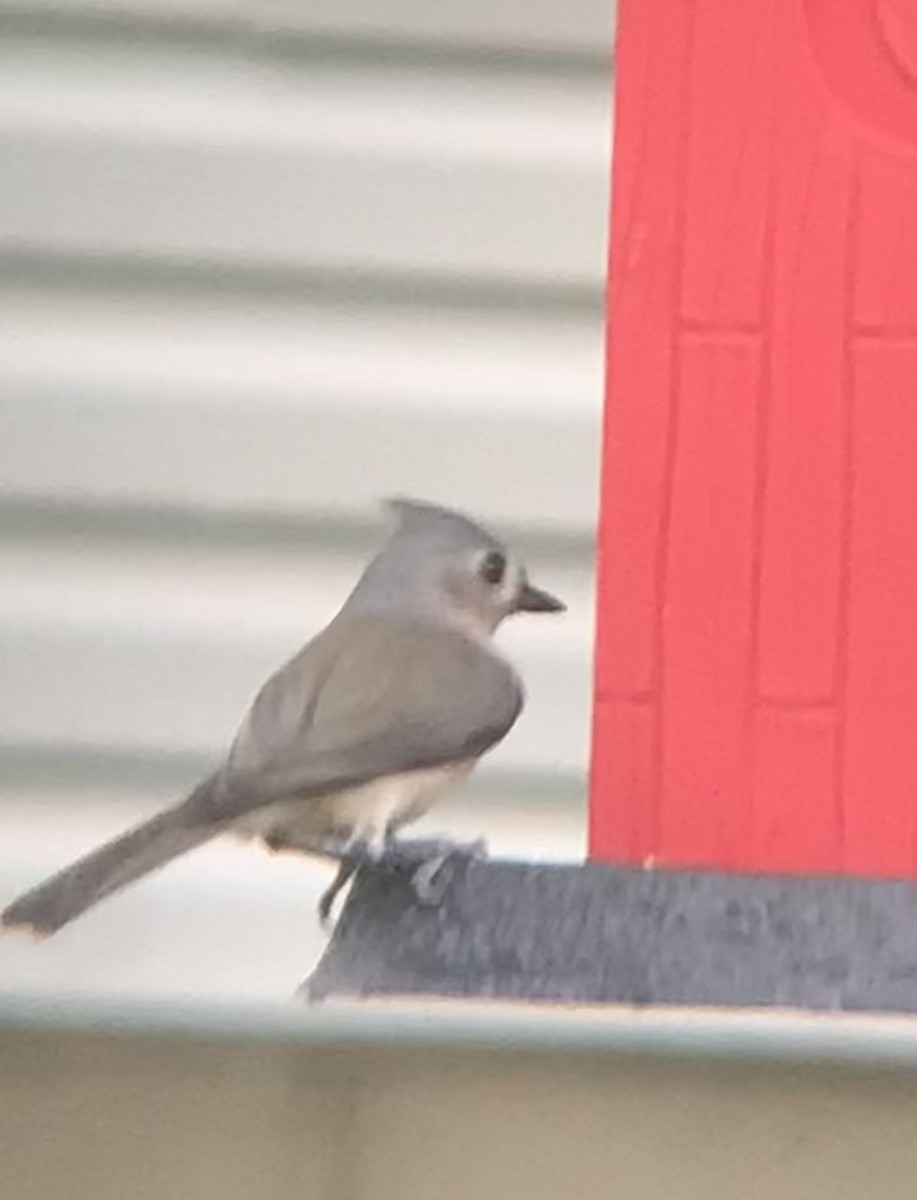 Tufted Titmouse - ML489345501