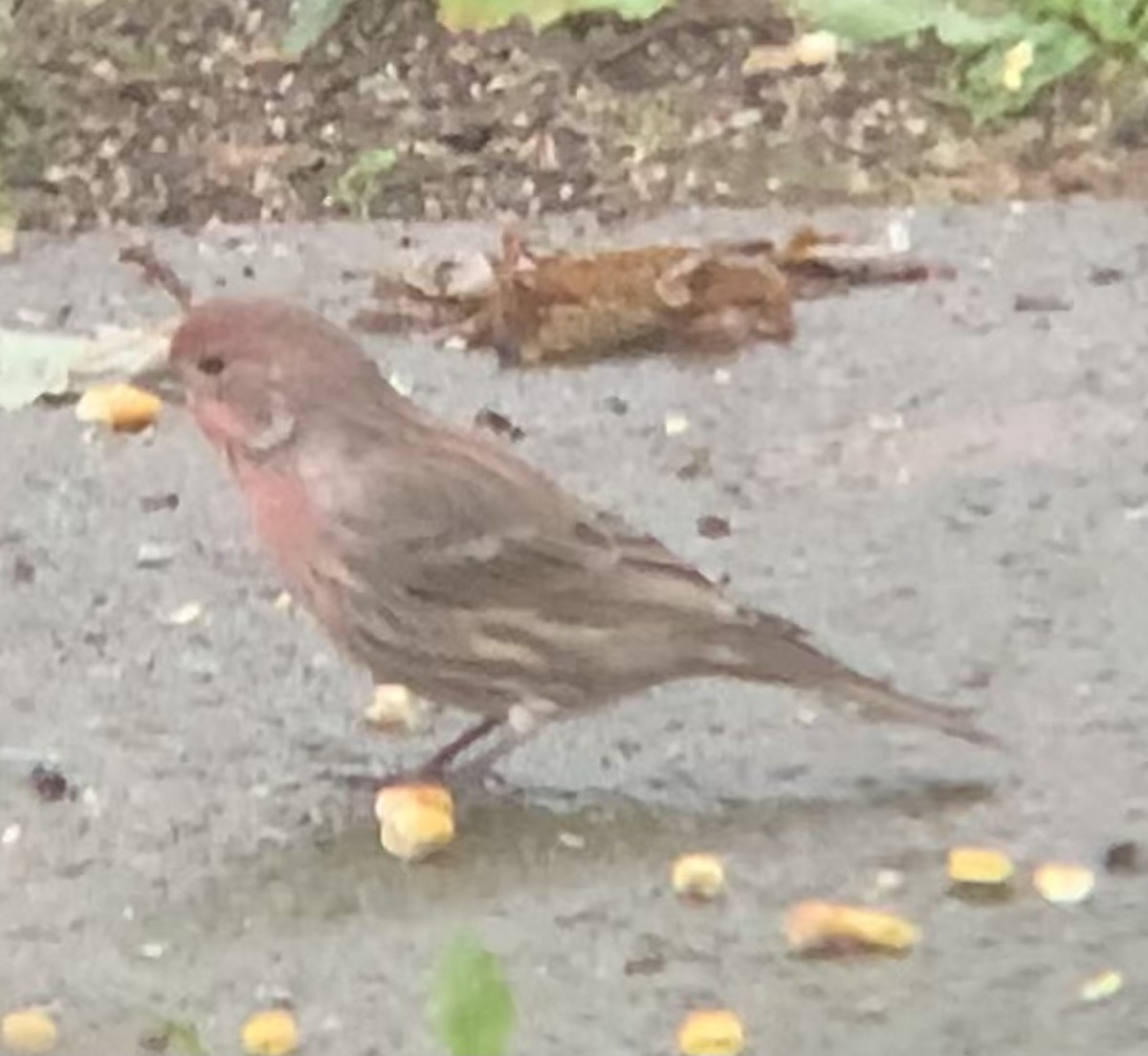 House Finch - ML489345831