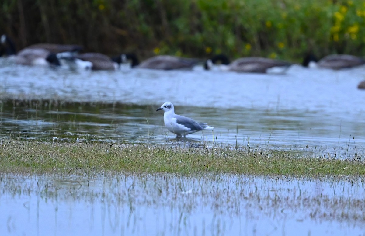 Laughing Gull - ML489346761