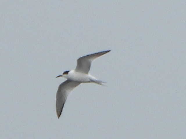 Common Tern - ML489347081