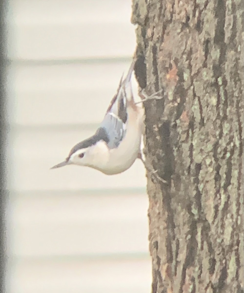 White-breasted Nuthatch - ML489347181