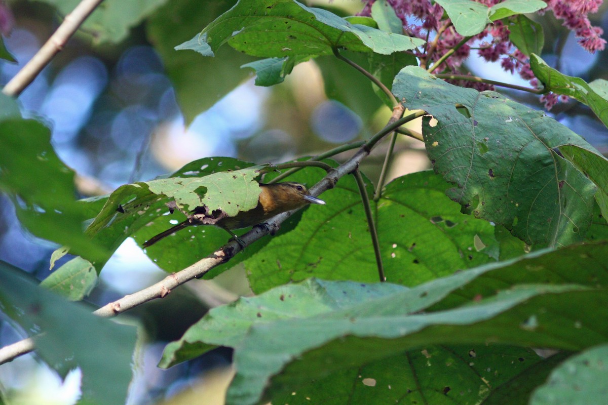 Rufescent Antshrike - ML48934741