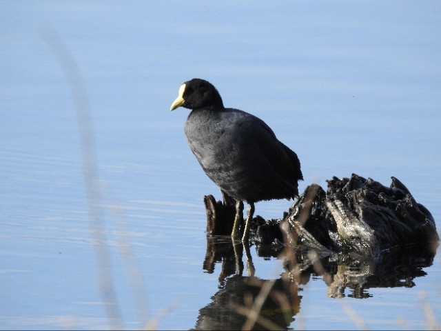 White-winged Coot - ML489347801