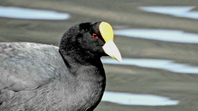 White-winged Coot - ML489347811