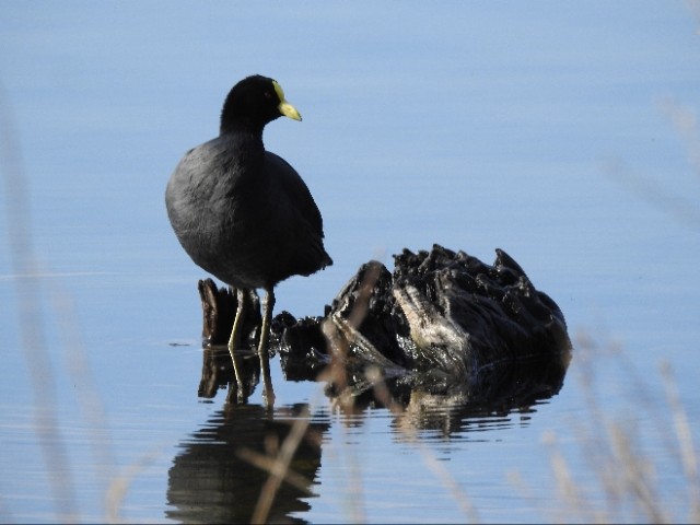 White-winged Coot - ML489347821