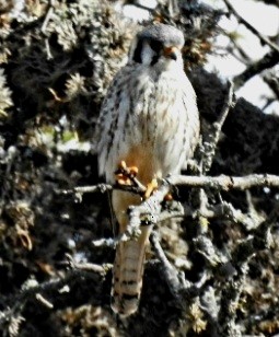 American Kestrel - ML489348991