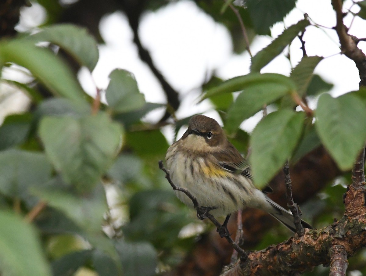 Yellow-rumped Warbler (Myrtle) - ML489350061