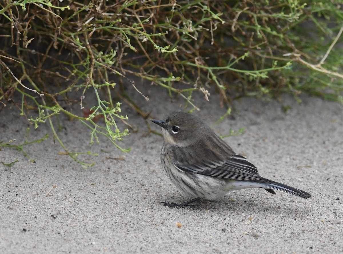 Yellow-rumped Warbler (Myrtle) - ML489350071