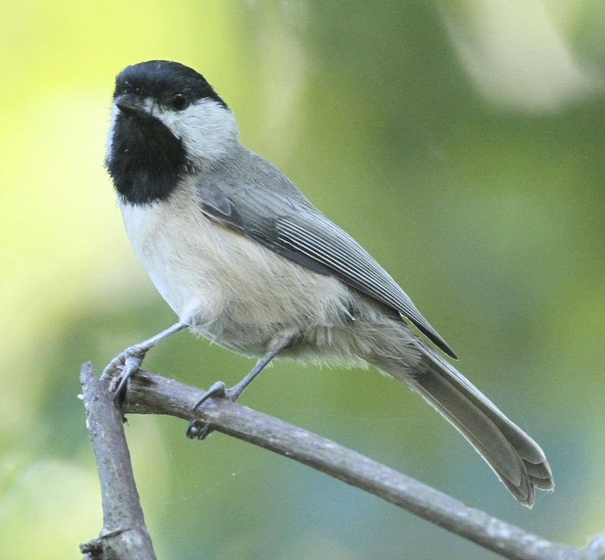 Carolina Chickadee - ML489350151