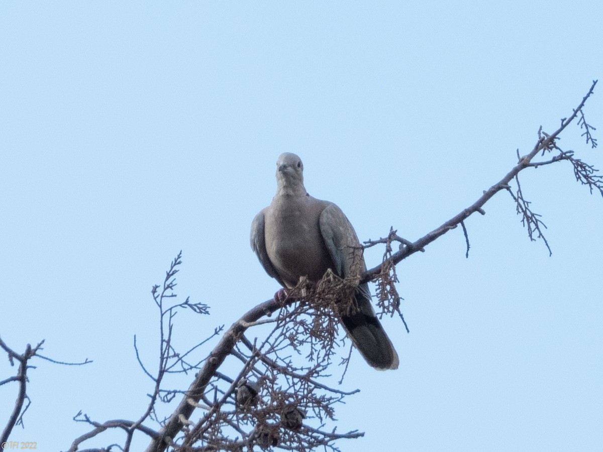 Eurasian Collared-Dove - ML489352061