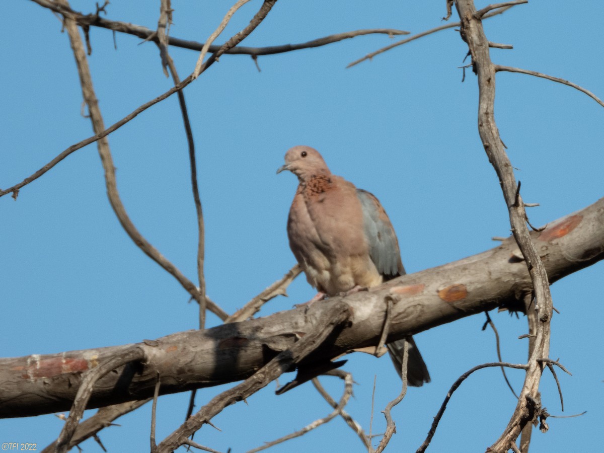 Laughing Dove - ML489352221